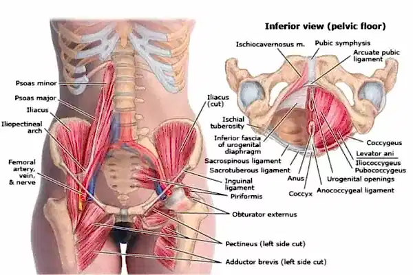 Kuyruk Sokumu Problemlerinde Fizyoterapistlerin Kas Odaklı Tedavi Yaklaşımı